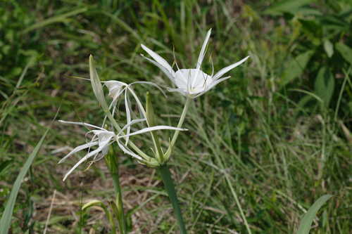 Hymenocallis occidentalis #6